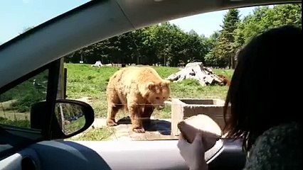 Cool Bear Catches Food Thrown At Him