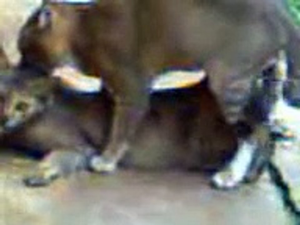 Kucing Kawin, Kucing Lucu, Omg Cat