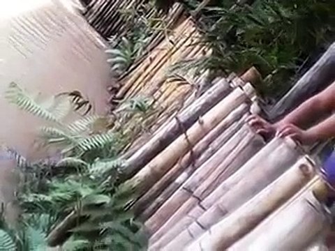 YouTube: Gato fue lanzado a los caimanes en Loreto