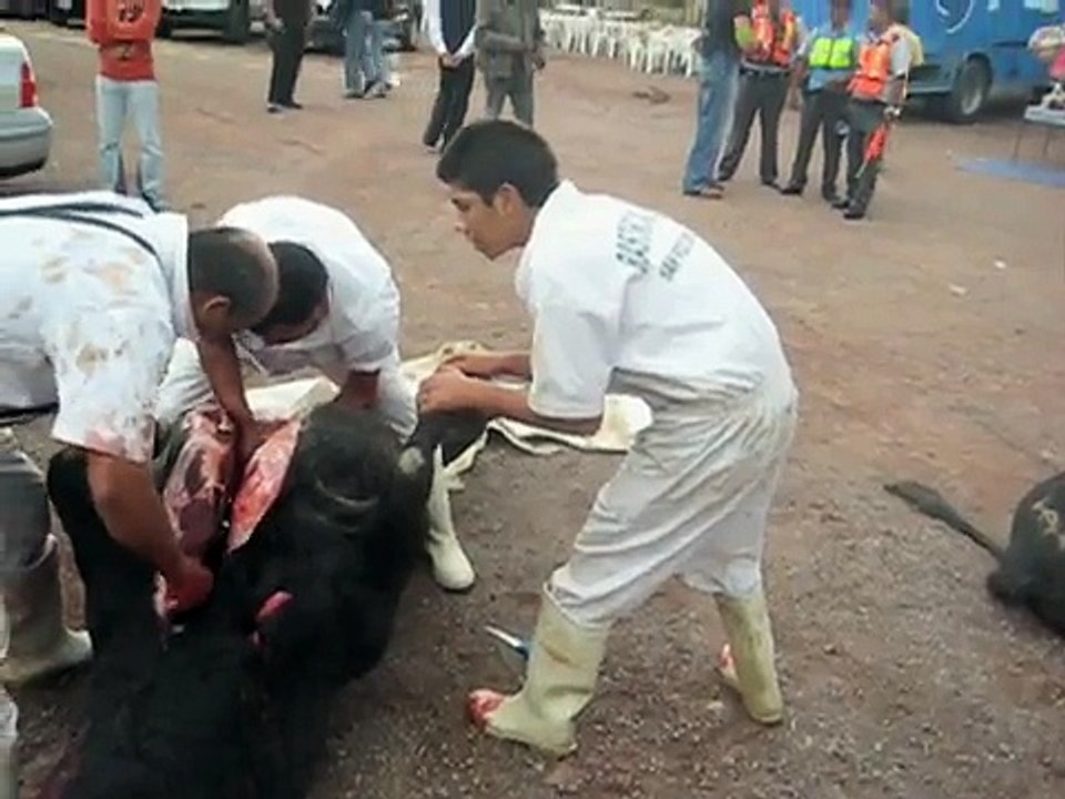 Toros en el Festival Cervantino de Guanajuato. México, 24 de octubre 2009