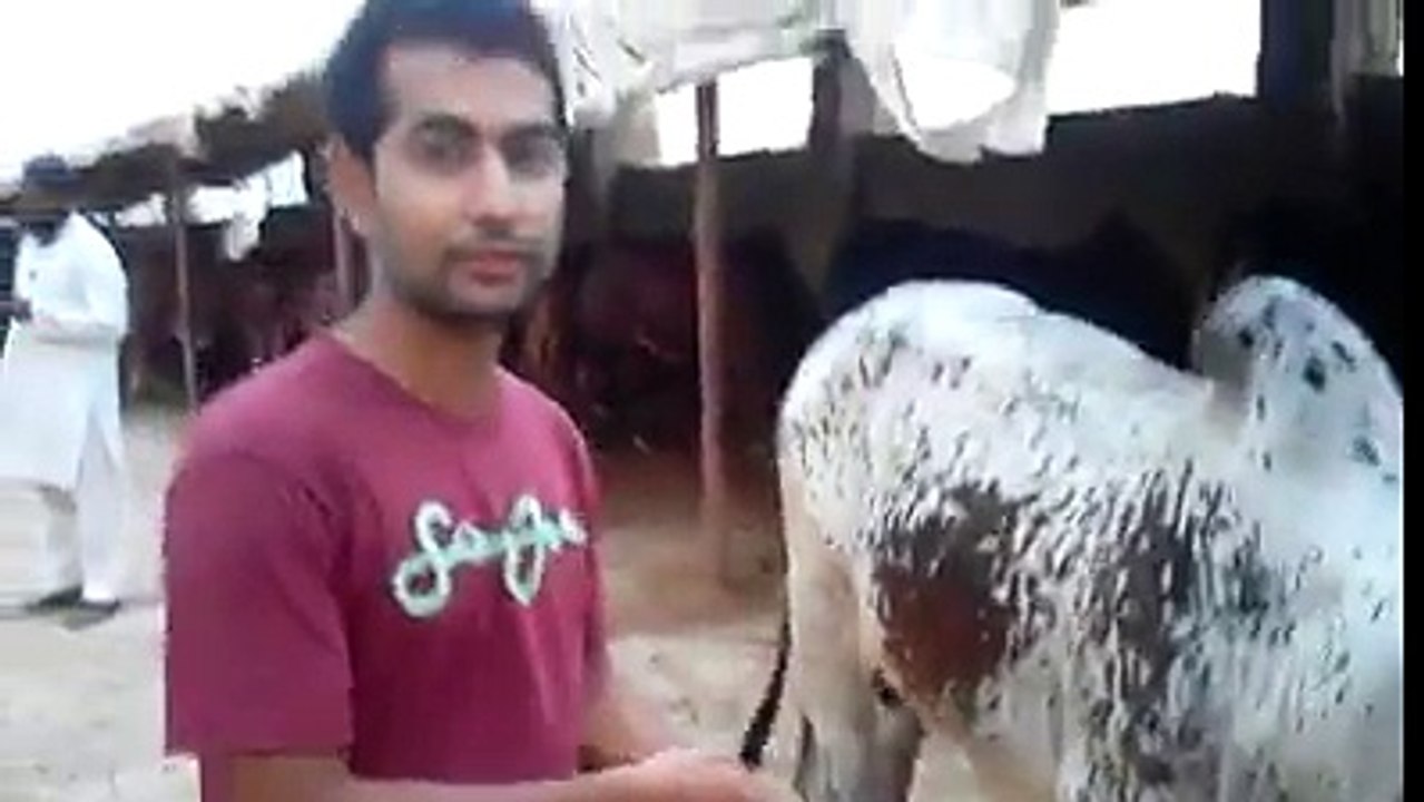 Buyers at Sohrab Goth, Karachi for Booking Qurbani Cattles