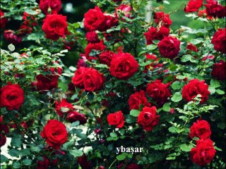 KORAY GÜLER- KALLEŞ DÜNYA