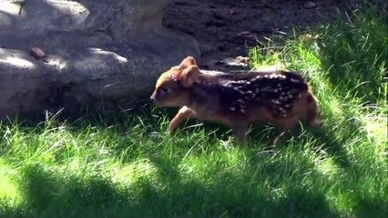 Bébé pudu le faon le plus petit du monde