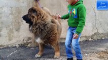 الكلب سيمبا القوقازي سيكون صديق ابني الصغير المفضل مع جمال العمواسي