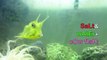 Longhorn Cowfish in Saltwater Fish Tank Home Aquarium Setup as Cool & Cheap Exotic Tropical Species