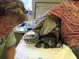 Storm Battered Brown Pelicans Admitted to Hospital