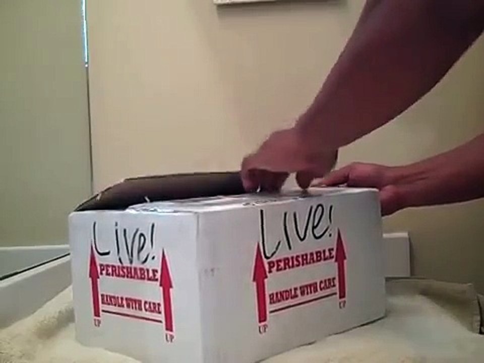 Bearded dragon Unboxing
