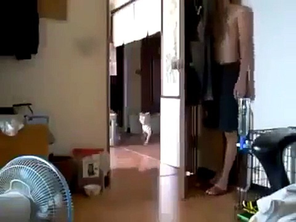 Playing ''hide and seek'' with pets!!!