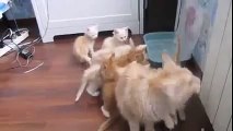 Mother Cat fail at jump and scares her Kittens