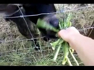 Screaming Goat