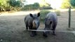 Des Cris de bébés rhinocéros