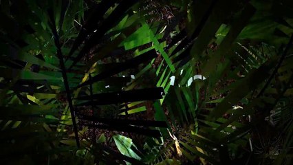 After Effects Project Files - Jungle Logo Reveal - VideoHive 8610280