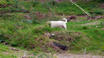 La Ceiba HONDURAS el pero felice