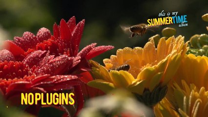 After Effects Project Files - Summertime Album - VideoHive 8639330