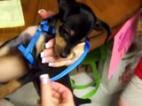 Miniature Pinscher Min Pin grouchy puppy HATES taking harness collar off !