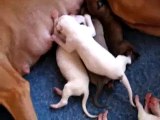 Two Minutes in the Life of a Greyhound and Her New Puppies