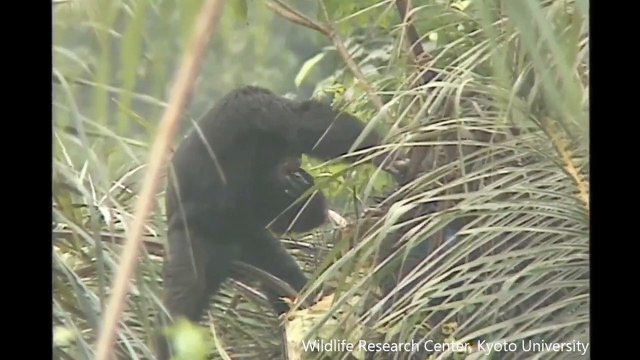 A los chimpancés les gusta el alcohol
