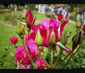 Lyon - Roses Noir et Couleur Festival 2015