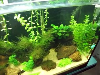 100 litros recien plantado con  Co2 casero.AVI