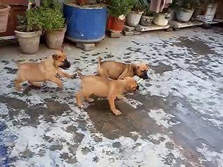 south african boerboel in india