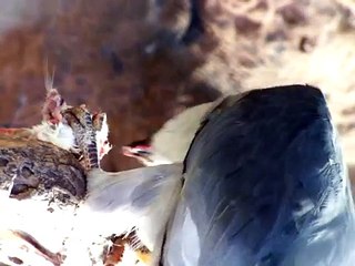 Feeding Time for the Mississippi Kite