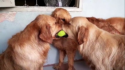 Retriever Makes Peace as Family Battle Over Ball