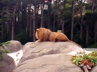 Valentines day at Wellington Zoo Lions 2