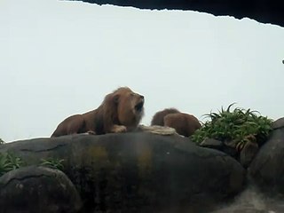 Valentines day at Wellington Zoo Lions