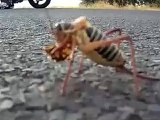 سبحان الله حشرة غريبة علي الطريق étrange insecte 奇怪的昆蟲