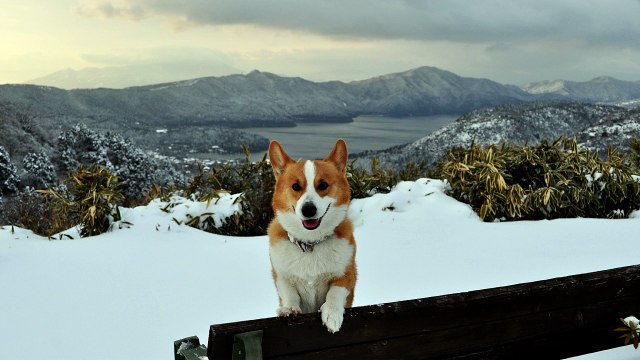 (4K Resolution Photo) February 2010 Goro@Welsh corgi [4096 x 2304]