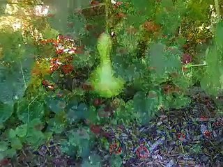 North Bay Institute of Green Technology Butterfly Garden Bay