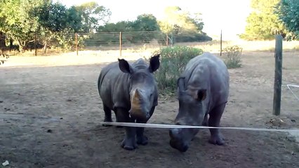 Le bruit curieux d'un bébé rhinocéros