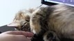 ❤ Shay the Cat is Really Sleepy - LickLickBite (Sleepy Cat)