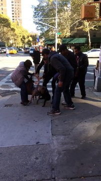 Un pitbull a attrapé un chat