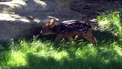 Un bébé pudu de 5 jours