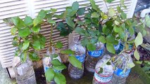 How to grow rose plant cuttings in water