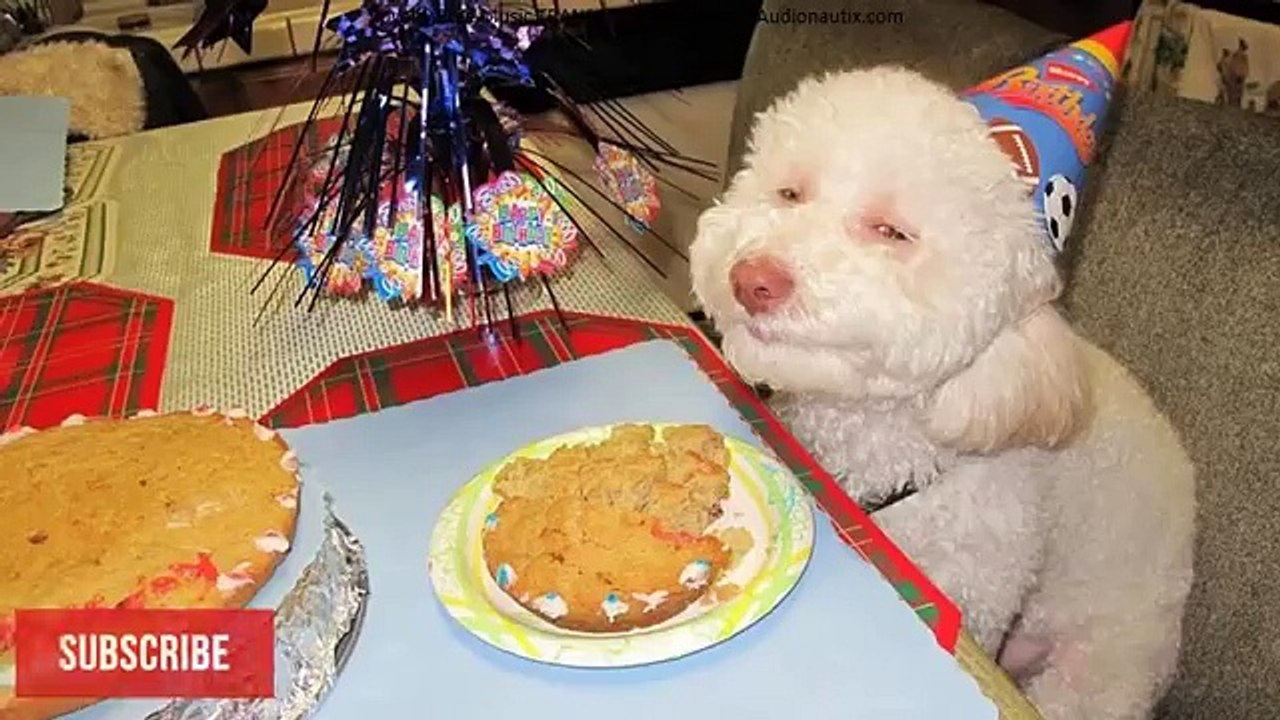 Dog Birthday Cakes - Yummy Cakes