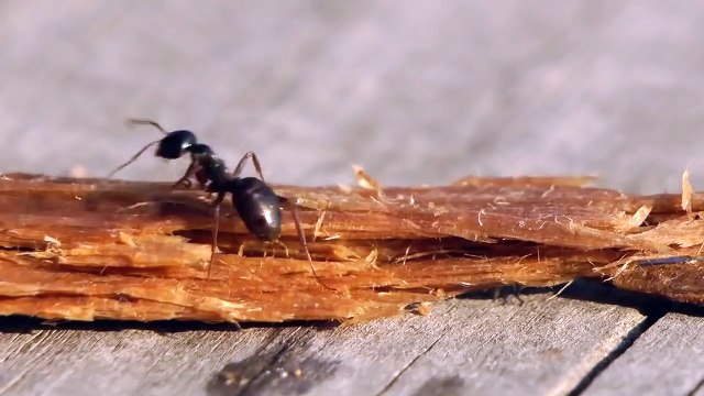 Une fourmi russe boit de la vodka