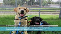 Internos de cárceles argentinas entrenan perros de asistencia para personas con discapacidad