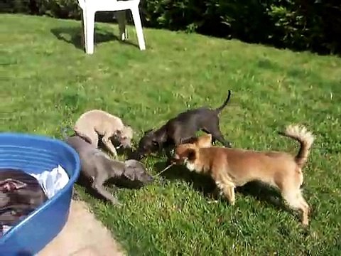 Chiots Petit Lévrier Italien et Chihuahua