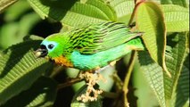 Aves coloridas da Mata Atlântica - The most beautiful and colorful birds of the Rainforest