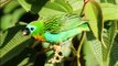 Aves coloridas da Mata Atlântica - The most beautiful and colorful birds of the Rainforest