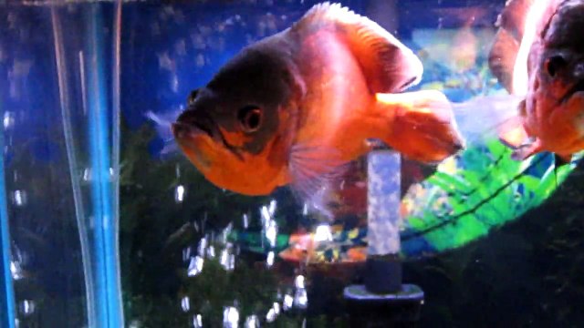 Nice 55 Gallon Fish Tanks