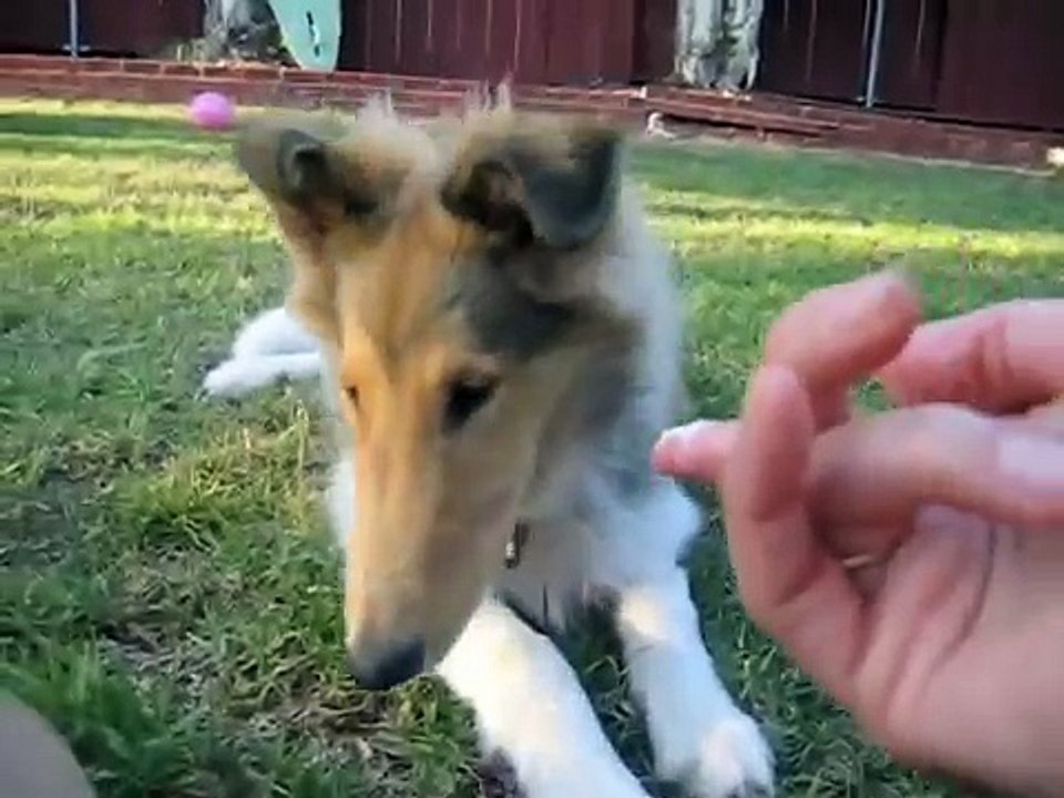 How to Brush Your Dog's Teeth, Puppy, Toothbrush