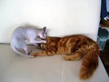 Lubic (sphynx) and Mirkec (maine coon) - my two crazy cats having fun...