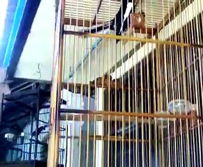 burung kacer "Panco.'