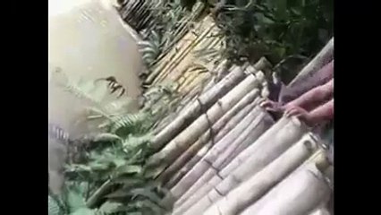 Gato contra cocodrilo