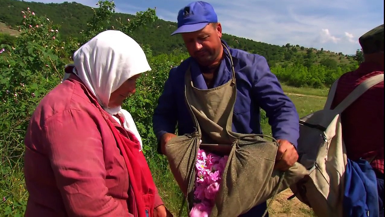 Expeditionen ins Tierreich - Bulgarien: Rosenernte