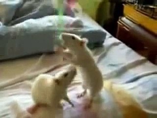 Tortuga comiendo Ratas