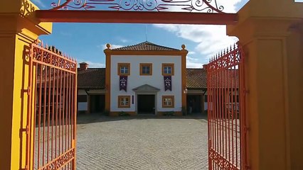 Alter Real Stud horse auction 24 April 2014